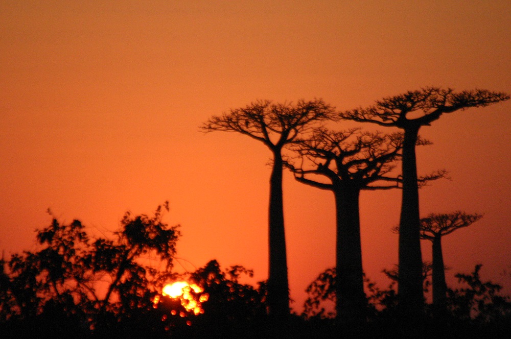 Madagaskars Baobabs und Lemuren